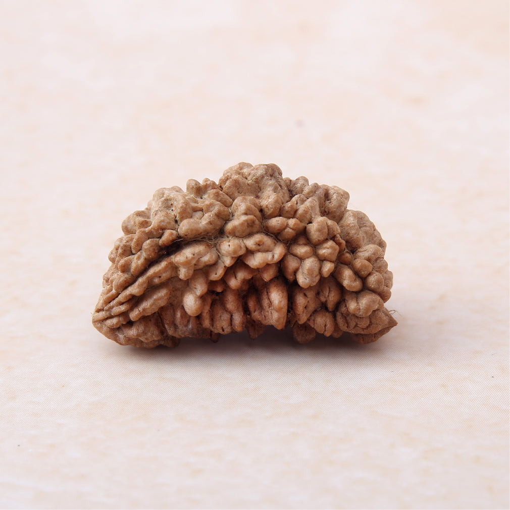 Siddh 1 Mukhi Rudraksha